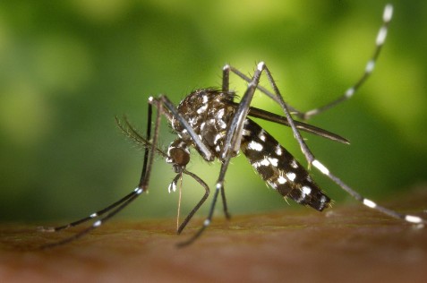Péntektől enyhül a szúnyoginvázió Szolnokon 
